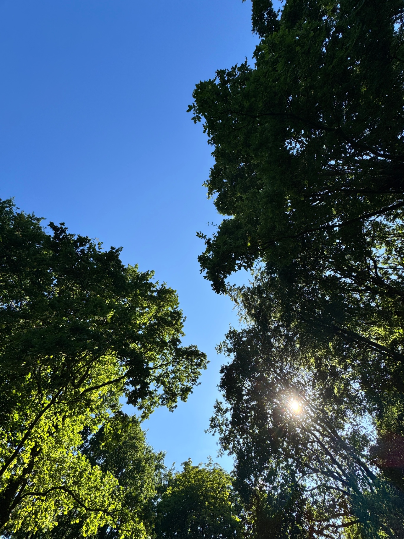 Trees against a blue sky with sunlight